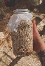 Scratch & Peck Organic Barley(Shipping Included)