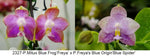 Phalaenopsis (Mituo Blue Frog 'Freya' x Freya's Blue Origin 'Blue Spider') 2327