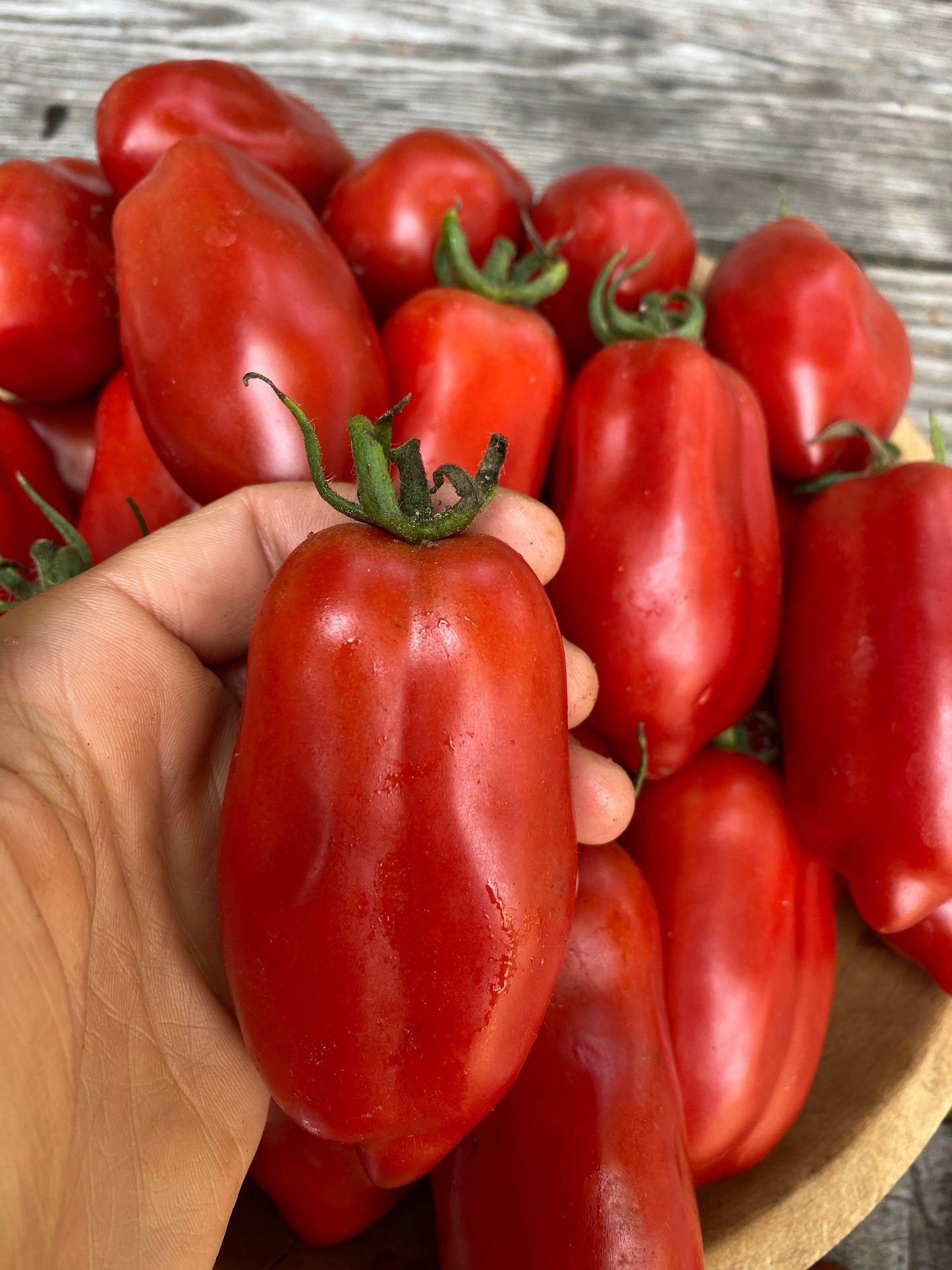 Ten Fingers of Naples Roma Tomato