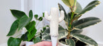 Cactus Watering Spike