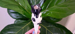 Cat Watering Spike