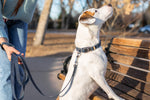 Pro Line Hunting Blue Jeans Leather Leash