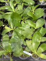 Phalaenopsis (Yang Yang Blue Bellina x KS Blue Ludde 'Deep Blue')