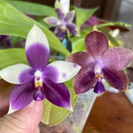 Phalaenopsis (Mainshow Sapphire x Jennifer Palomer) QA156