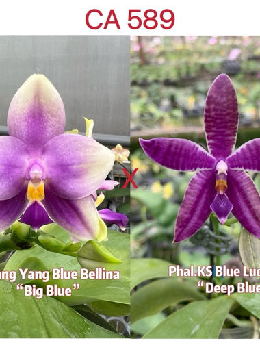 Phalaenopsis (Yang Yang Blue Bellina x KS Blue Ludde 'Deep Blue')