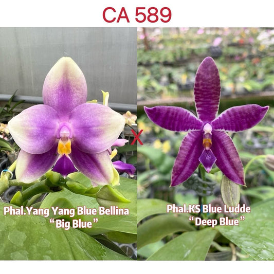 Phalaenopsis (Yang Yang Blue Bellina x KS Blue Ludde 'Deep Blue')