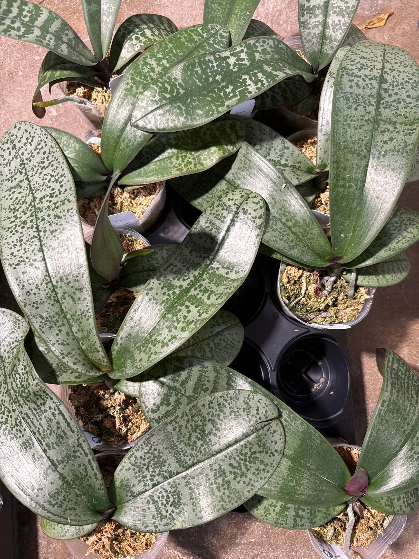 Phalaenopsis (schilleriana ‘Silver Mountain’ x sanderiana ‘Silver’)