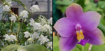 Phalaenopsis ((Penang Violecea) x (Penang Jewel x Yaphon All Friend)