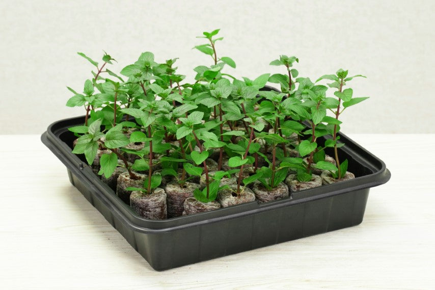 PlantBest™ PlantBest Self-Watering Greenhouse Kit - 35cell