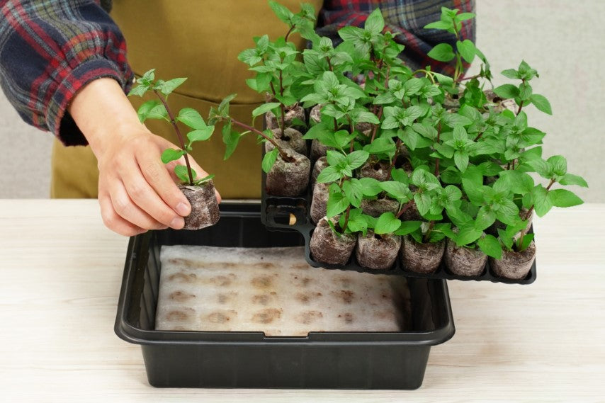 PlantBest™ PlantBest Self-Watering Greenhouse Kit - 35cell