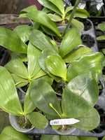 Phalaenopsis (Penang Violence 'Blue' x Germaine Vincent)