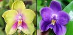 Phalaenopsis ((bellina x Chien Lung Happy Queen) X YangYang Pink Mary) ‘Jade’ X (Penang Jewel X (Yaphon Super Jaguar x Samera)) ‘Jasmine’