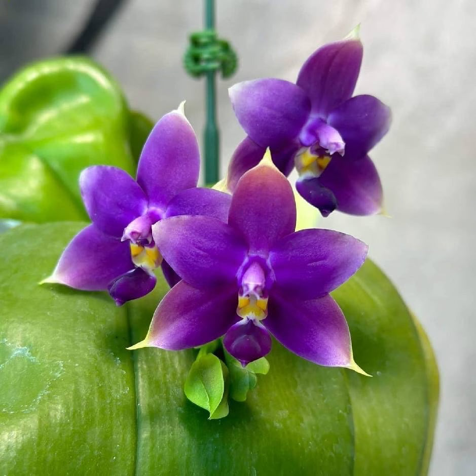 Phalaenopsis violacea indigo ‘Blue Diamond’
