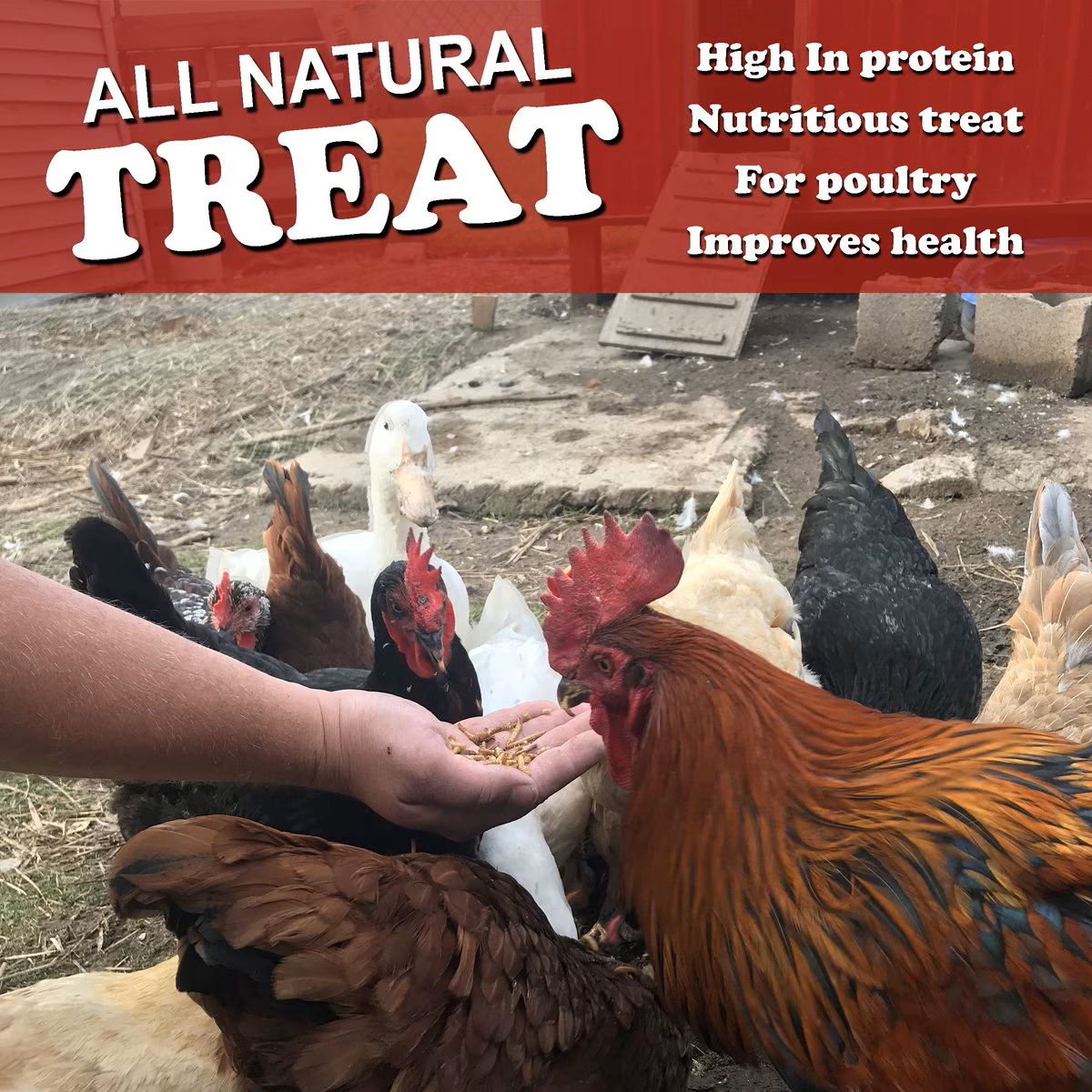 Flock Fest Mealworms