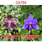 Phalaenopsis (Yaphon Blue Jewel x Lee Wai Queen)