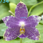 Phalaenopsis (Yaphon Blue Jewel x Lee Wai Queen)