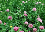 Urban Feed & Garden BeeLawn Meadow Mix – Clover & Low-Mow Lawn Seed (Dutch & Strawberry Clover, Fescues + Blooms) – Drought-Tolerant, Pollinator Friendly – 1 lb (Covers up to 1,000 sq ft)