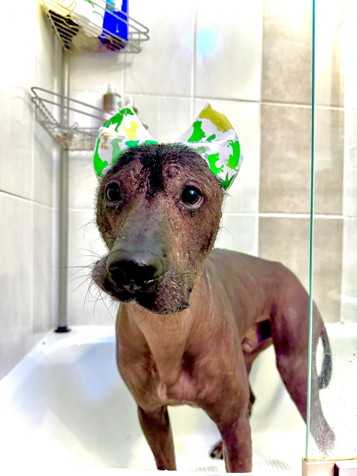 4-ALL PETS SHOWER / EAR / SUN CAP!