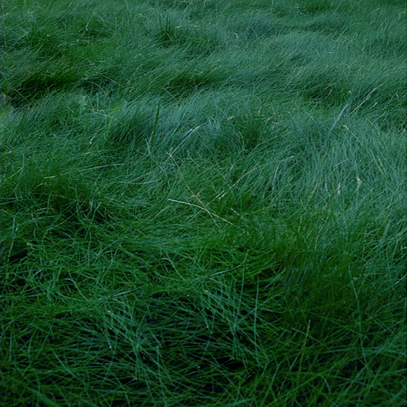 Eco-Lawn Meadow Mix Seed– Low-Mow Flowering Lawn