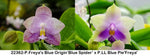 Phalaenopsis (Freya's Blue Origin'Blue Spider' x LL Blue Pie 'Freya')
