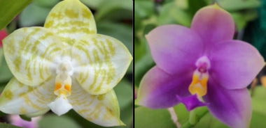 Phalaenopsis (Mituo Golden Tiger 'White Tiger' x (Penang Jewel X (Yaphon Super Jaguar x Samera))