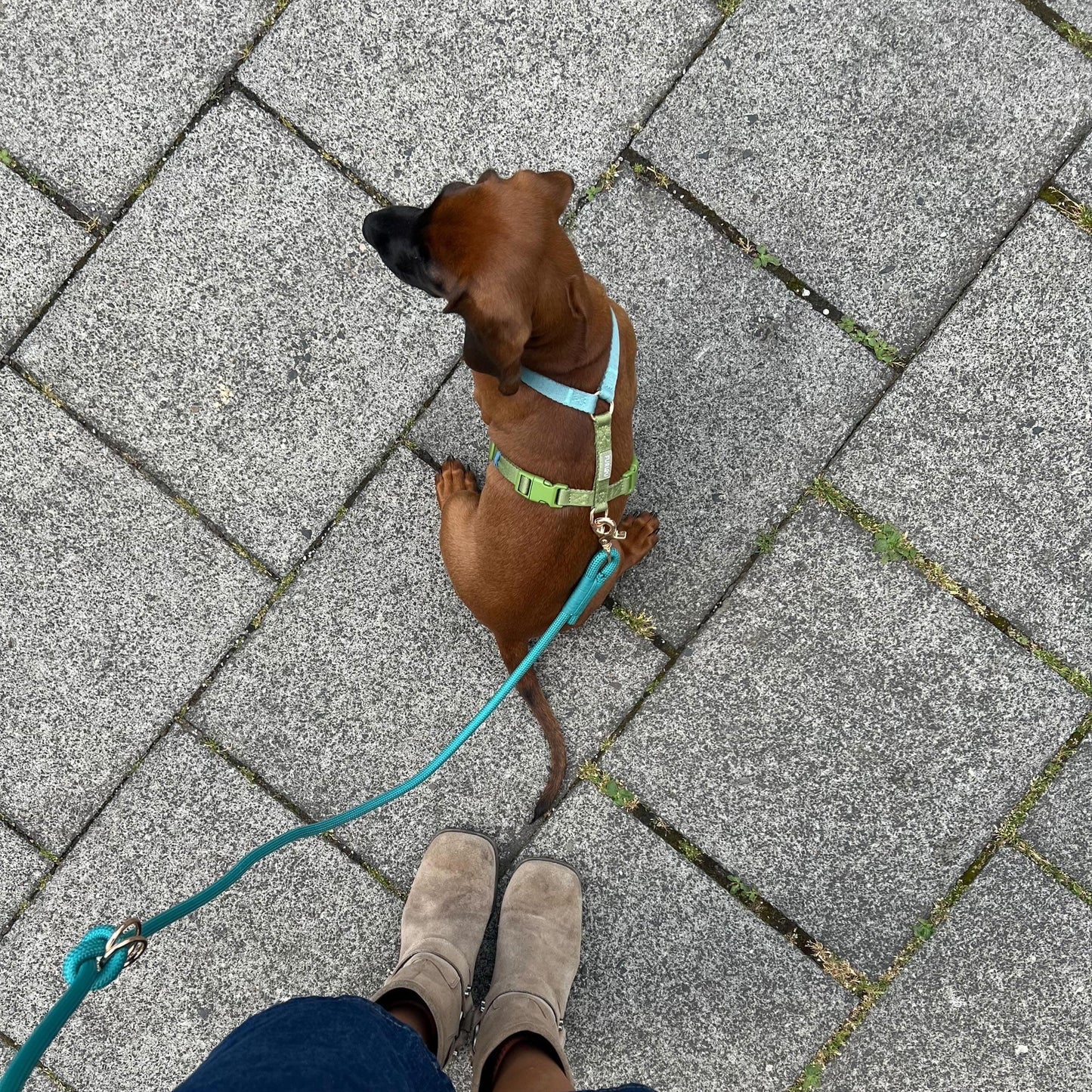 Blue and Green - Dog Harness