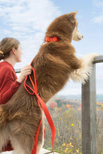 Scarlet Peaks Waterproof Leash