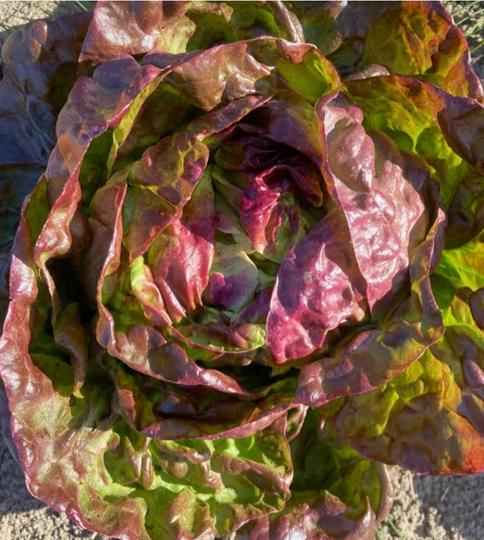 Yugoslavian Red Butterhead Lettuce