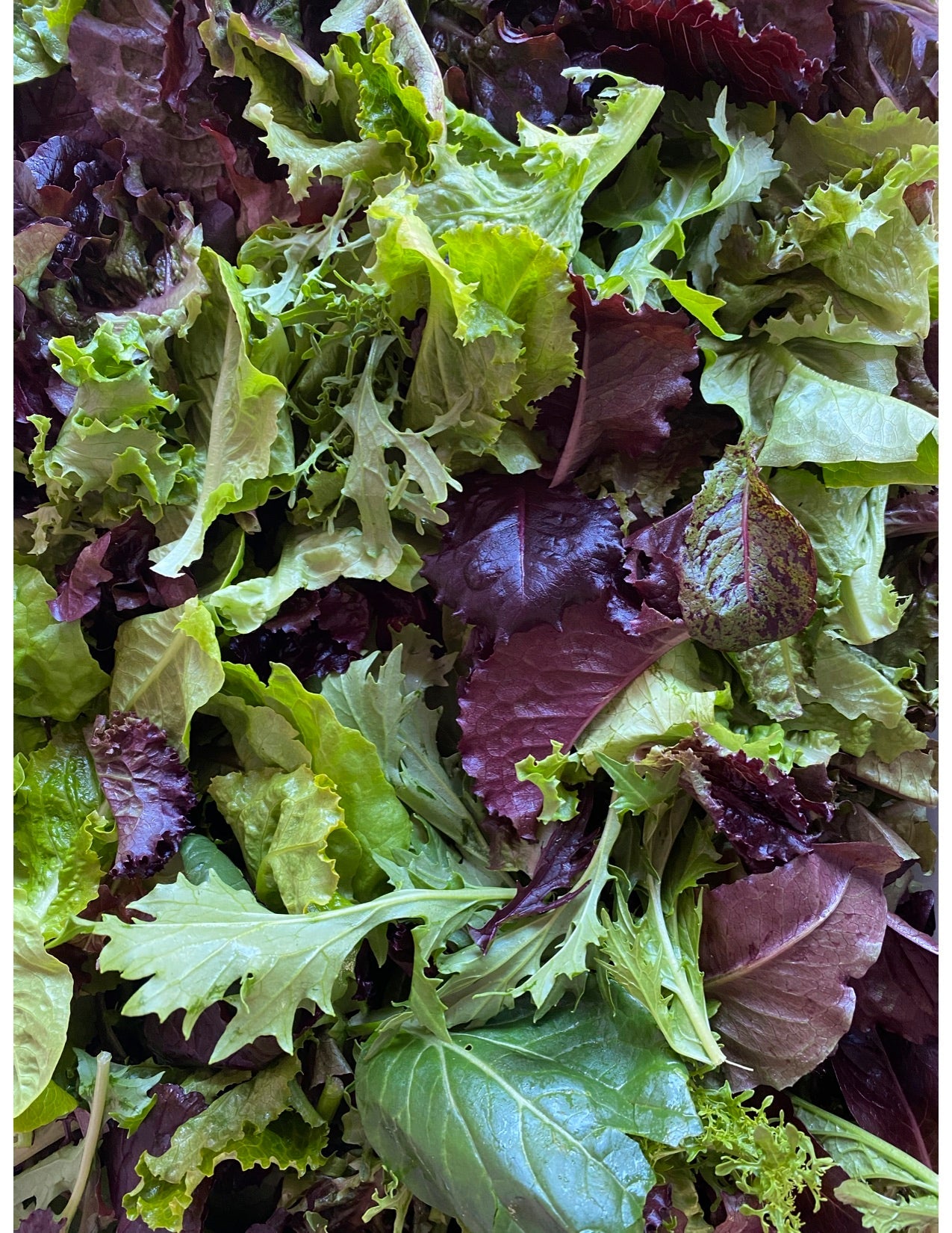 Spring Greens Mix