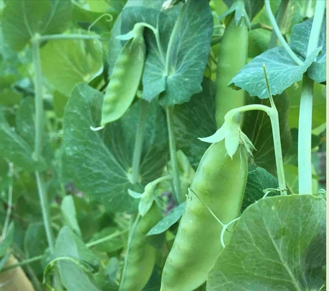 Mammoth Melting Snow Pea
