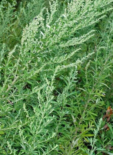 Mugwort
