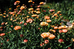 Apricot Mix Strawflower