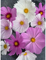 Double Click Mix Cosmos