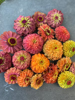 Queen Lime Rainbow Zinnia