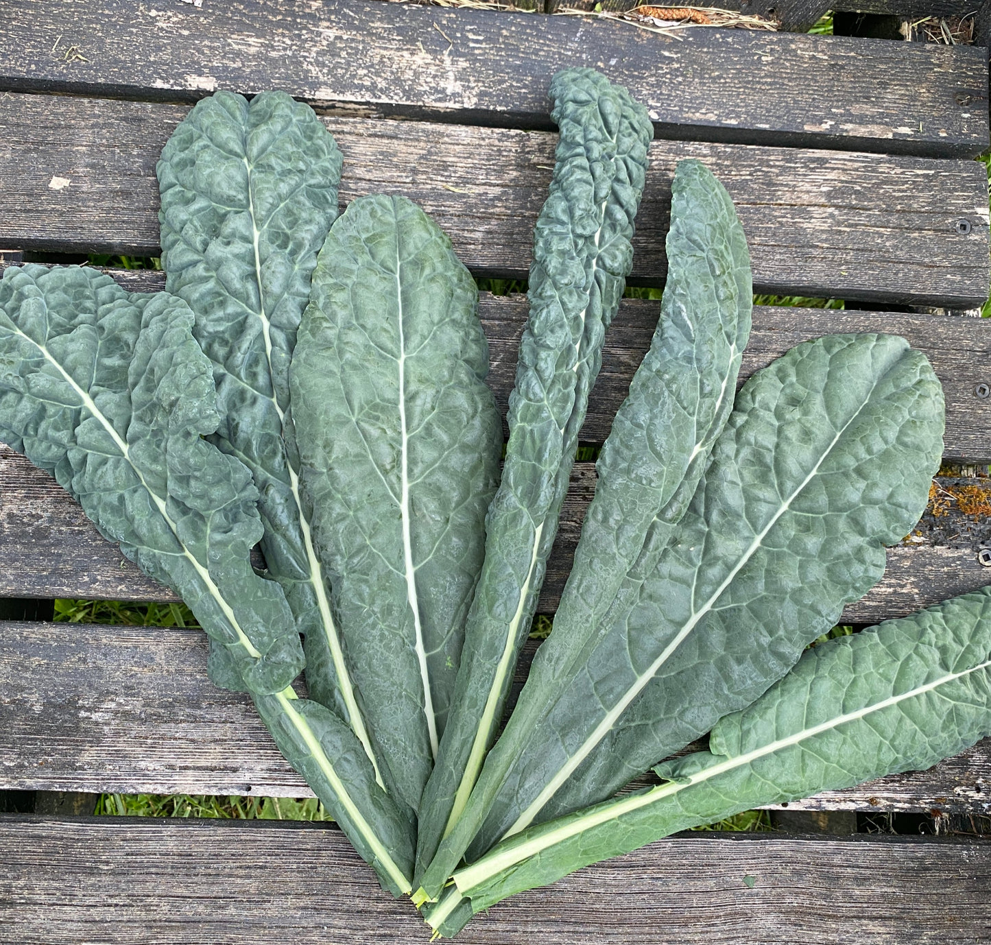 Nero di Toscana Kale