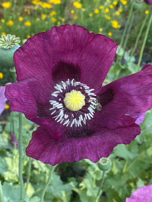 Multicolored Breadseed Poppy Mix