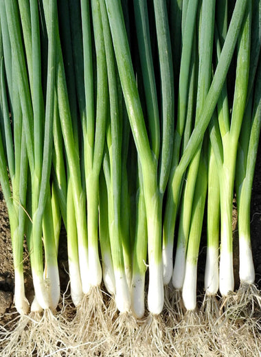 Evergreen Bunching Onion