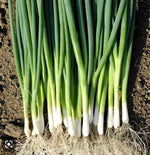 Evergreen Bunching Onion