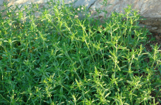 Lebanese Za'atar