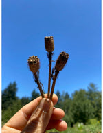 Icelandic Poppy Meadow Mix