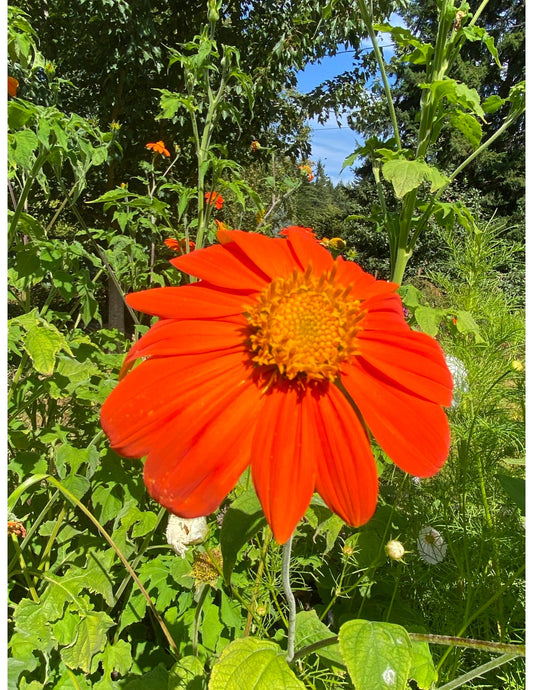 Tithonia, Torch