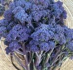 Purple Reign Sprouting Broccoli
