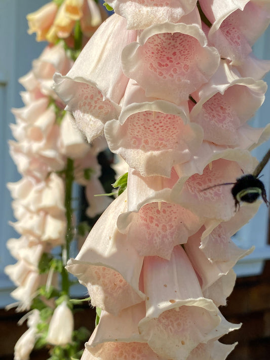 Apricot Foxglove