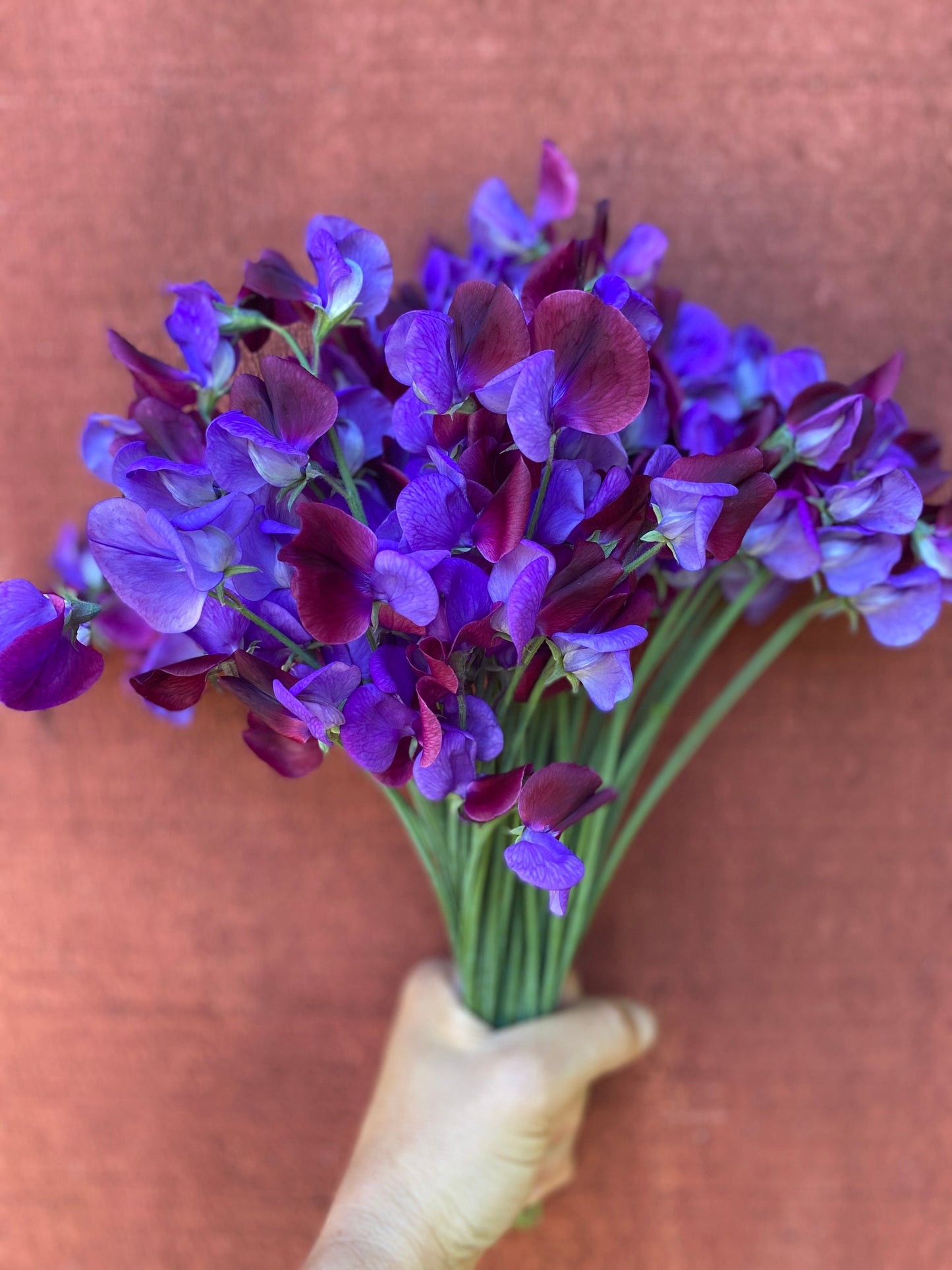 Cupani Sweet Pea