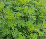 Mugwort