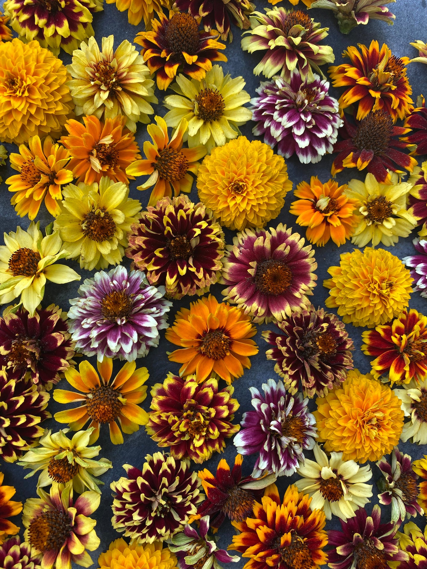Jazzy Mix Zinnia