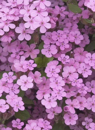 Pink Beauty Saponaria