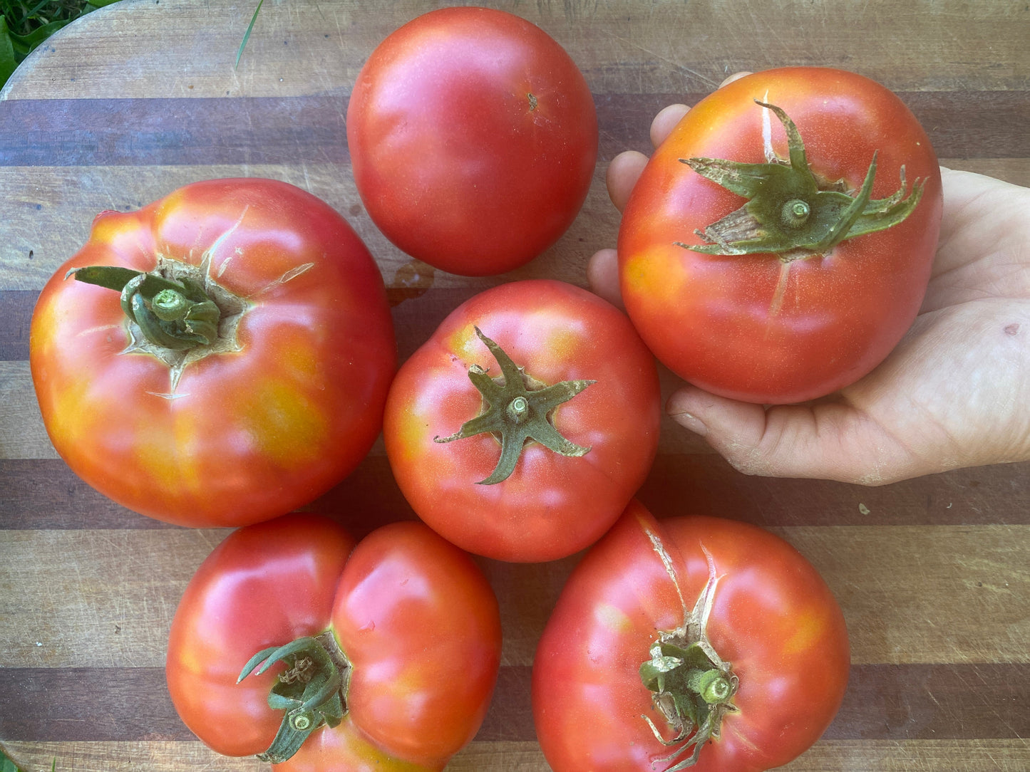 Berner Rose Heirloom Tomato