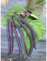 Trionfo Violetto Pole Bean