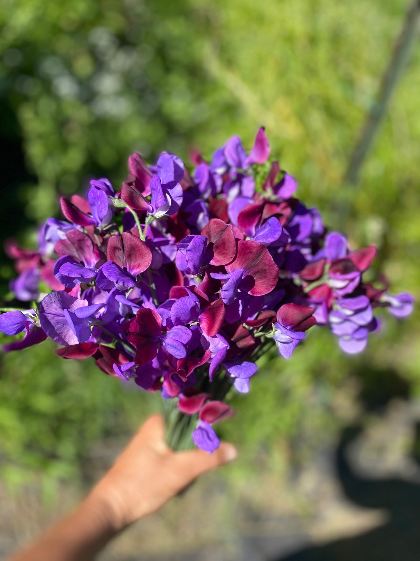 Cupani Sweet Pea